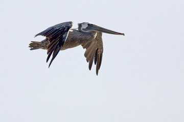 Brown Pelican, (Pelecanus occidentalis), in flight off the coast near Ventura, California, USA.