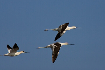 American Avocet (Recurvirostra americana), 3 in flight near Ventura, California, USA.