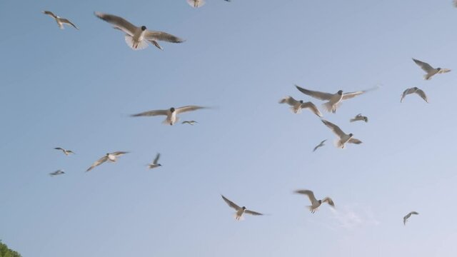  birds flying in the air