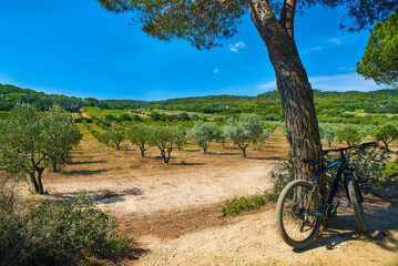 Fototapeta na wymiar porquerolles island with bike and olive trees in france