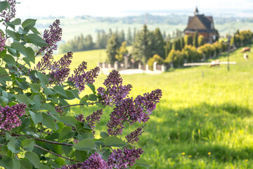 Lilac bush and in the background a small wooden cemetery church in Banska Wyzana in Podhale