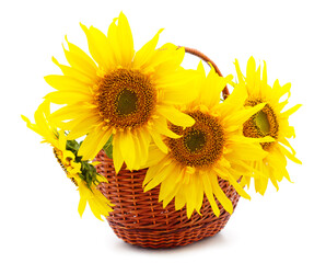 Yellow sunflowers in the basket.