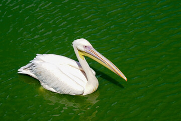 pink pelican floating in the water, view from above