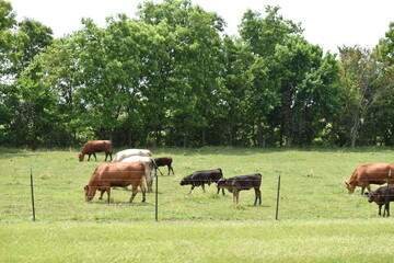 Naklejka na ściany i meble Cows in a Field