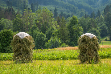 Traditional way of haymaking in czech countryside, haystacks in the field