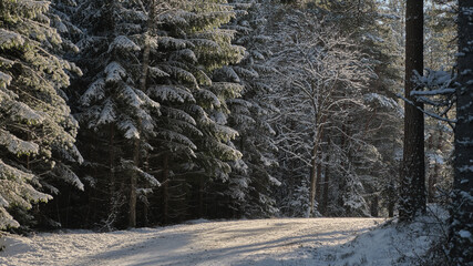 snow covered trees and road in forest
