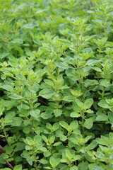 Close up of green oregano leaves