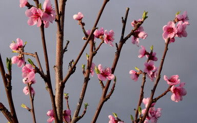 The blossoms of the bitter almond tree in spring