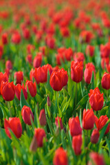 Obraz premium Spring background with red tulips flowers. beautiful blossom tulips field. spring time. banner, copy space