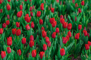 Spring background with red tulips flowers. beautiful blossom tulips field. spring time. banner, copy space