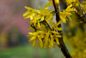 Yellow forsythia flowers in a spring garden