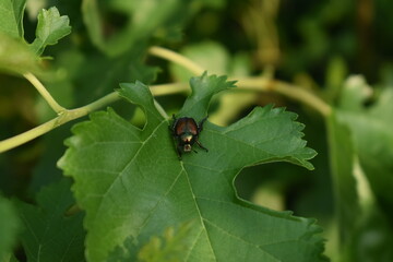 Japanese Beetle on a Leaf