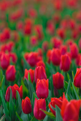 Obraz premium Spring background with red tulips flowers. beautiful blossom tulips field. spring time. banner, copy space