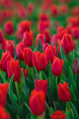 Spring background with red tulips flowers. beautiful blossom tulips field. spring time. banner, copy space