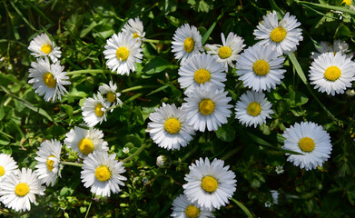 Fototapeta premium the pattern of daisy petals in a grass field