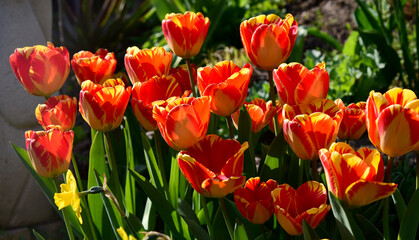 red and yellow blossoms of spring tulips on a sunny day in the garden