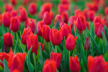 Spring background with red tulips flowers. beautiful blossom tulips field. spring time. banner, copy space