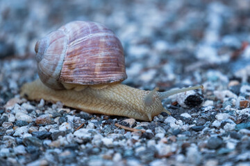 Snail on the stone