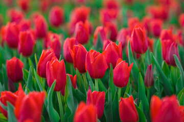 Spring background with red tulips flowers. beautiful blossom tulips field. spring time. banner, copy space