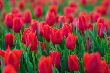 Spring background with red tulips flowers. beautiful blossom tulips field. spring time. banner, copy space