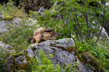 Fototapeta premium Marmottes de la Vanoise, Méribel Vanoise France