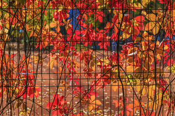 Fall, sunlit thickets of Virginia creeper, scenic multicolored leaves, natural background