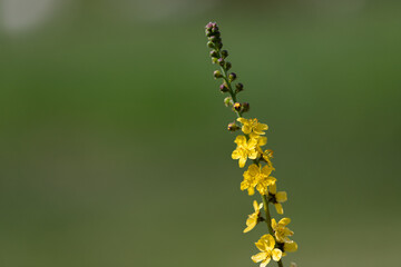 Yellow flower in the wild