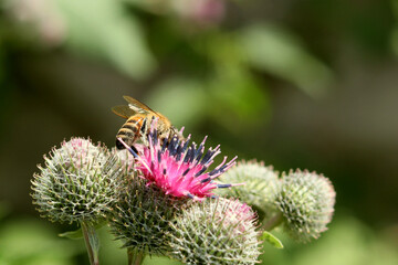 A flying honey bee collects pollen from a pink flower. A bee flying over a pink flower on a blue background