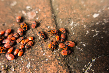 A group of wingless blacksmiths  on an old wall basking in the sun