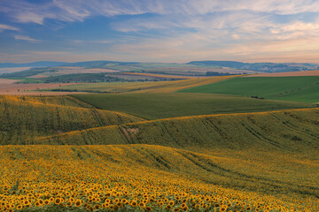 A rolling field on which a yellow sunflower grows.