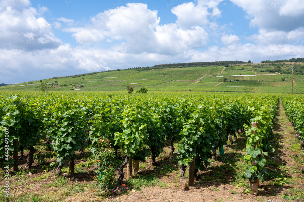 Wall mural Green grand cru and premier cru vineyards with rows of pinot noir grapes plants in Cote de nuits, making of famous red Burgundy wine in Burgundy region of eastern France.