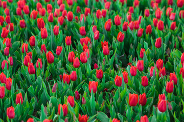 Fototapeta premium Spring background with red tulips flowers. beautiful blossom tulips field. spring time. banner, copy space