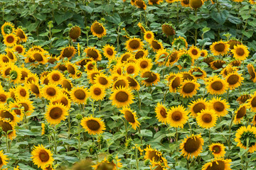 A rolling field on which a yellow sunflower grows.