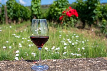 Tasting of burgundy red wine from grand cru pinot noir  vineyards, glass of wine and view on green vineyards in Burgundy Cote de Nuits wine region, France