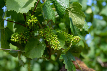 Young green grapes on grand cru and premier cru vineyards with rows of pinot noir grapes plants in Cote de nuits, making of famous red Burgundy wine in Burgundy region of eastern France.