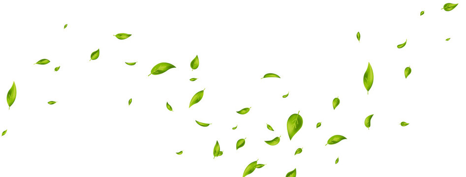 Green flying leaves on long white banner. Leaf falling. Wave foliage ornament. Ecology, eco, organic design element. Cosmetic pattern border. Fresh tea background. Beauty product. Vector illustration