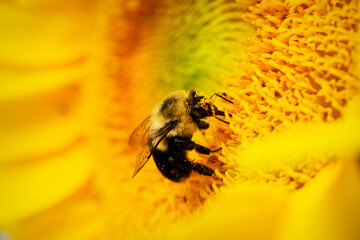 A bumble bee works on collecting pollen on a sunflower.  Close up view.