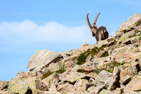 Bouquetin m&acirc;le de dos, dans les rochers, dans le Mercantour