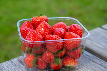Red ripe Dutch strawberry, new harvest, ready to eat