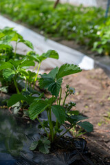 Plantations of blossoming strawberry plants growing in open greenhouse constructions covered with plastic film