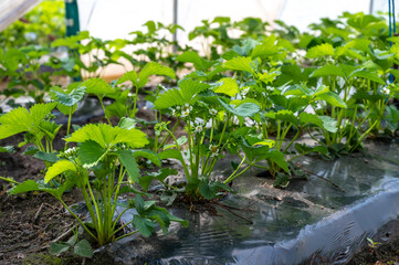 Plantations of blossoming strawberry plants growing in open greenhouse constructions covered with plastic film