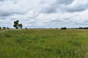 Fototapeta premium Field