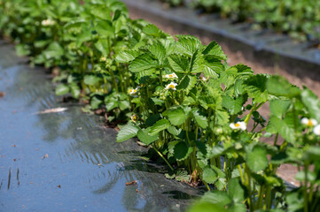 Plantations of blossoming strawberry plants growing outdoor on soil covered with plastic film