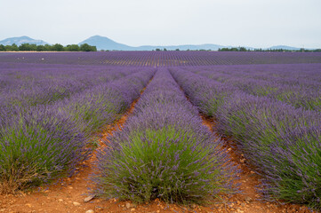 Fototapeta na wymiar Touristic destination in South of France, colorful lavender and lavandin fields in blossom in July on plateau Valensole, Provence.