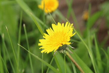 Dandelion
