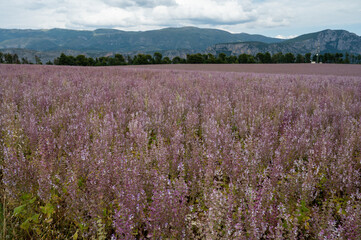 Fototapeta na wymiar Cultivation of aromatic medicinal plant clary sage or Salvia scarlea used in perfurmery industry on Valensole plateau in Provence, France