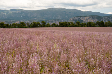 Fototapeta premium Cultivation of aromatic medicinal plant clary sage or Salvia scarlea used in perfurmery industry on Valensole plateau in Provence, France