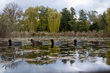 Autum tiny lake with ducks on the water 1
