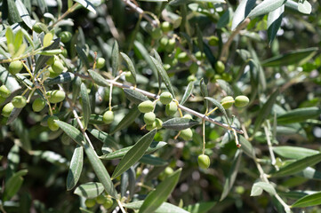 Young green olives hanging on olive tree in summer