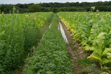 Naklejka premium Tabakpflanzen in der Pfalz